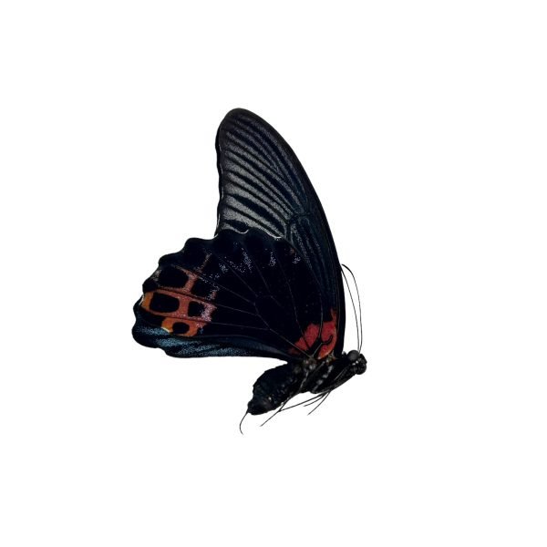 The Great Mormon Butterfly (Papilio memnon) MALE - TaxidermyArtistry