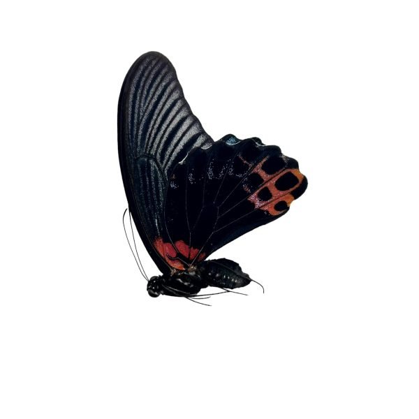 The Great Mormon Butterfly (Papilio memnon) MALE - TaxidermyArtistry