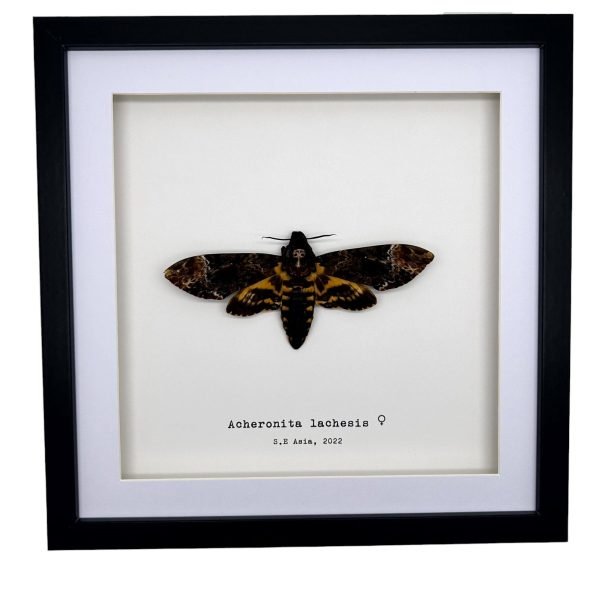 The Greater Death's Head Hawkmoth Frame (Acherontia lachesis FEMALE) - TaxidermyArtistry The Greater Death's Head Hawkmoth Frame (Acherontia lachesis FEMALE) - TaxidermyArtistry