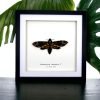 The Greater Death's Head Hawkmoth Frame (Acherontia lachesis FEMALE) - TaxidermyArtistry The Greater Death's Head Hawkmoth Frame (Acherontia lachesis FEMALE) - TaxidermyArtistry