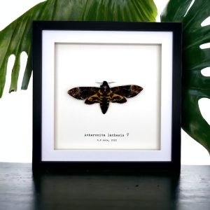 The Greater Death's Head Hawkmoth Frame (Acherontia lachesis FEMALE) - TaxidermyArtistry