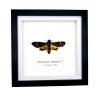 The Greater Death's Head Hawkmoth Frame (Acherontia lachesis MALE) - TaxidermyArtistry The Greater Death's Head Hawkmoth Frame (Acherontia lachesis MALE) - TaxidermyArtistry