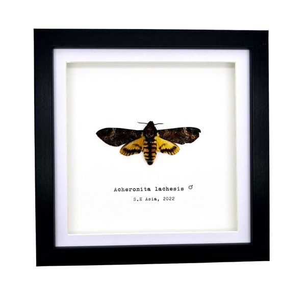 The Greater Death's Head Hawkmoth Frame (Acherontia lachesis MALE) - TaxidermyArtistry The Greater Death's Head Hawkmoth Frame (Acherontia lachesis MALE) - TaxidermyArtistry