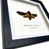 The Greater Death's Head Hawkmoth Frame (Acherontia lachesis MALE) - TaxidermyArtistry The Greater Death's Head Hawkmoth Frame (Acherontia lachesis MALE) - TaxidermyArtistry
