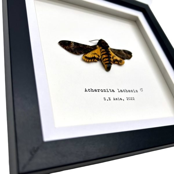 The Greater Death's Head Hawkmoth Frame (Acherontia lachesis MALE) - TaxidermyArtistry The Greater Death's Head Hawkmoth Frame (Acherontia lachesis MALE) - TaxidermyArtistry