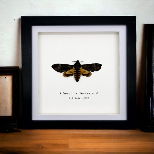 The Greater Death's Head Hawkmoth Frame (Acherontia lachesis MALE) - TaxidermyArtistry The Greater Death's Head Hawkmoth Frame (Acherontia lachesis MALE) - TaxidermyArtistry