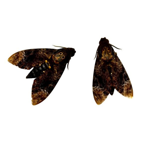 The Greater Death's Head Hawkmoth or Bee Robber (Acherontia lachesis) (F) - TaxidermyArtistry