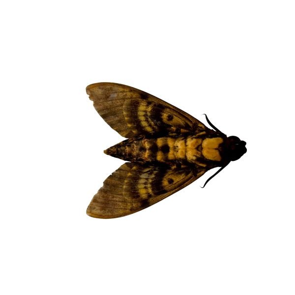 The Greater Death's Head Hawkmoth or Bee Robber (Acherontia lachesis) (F) - TaxidermyArtistry