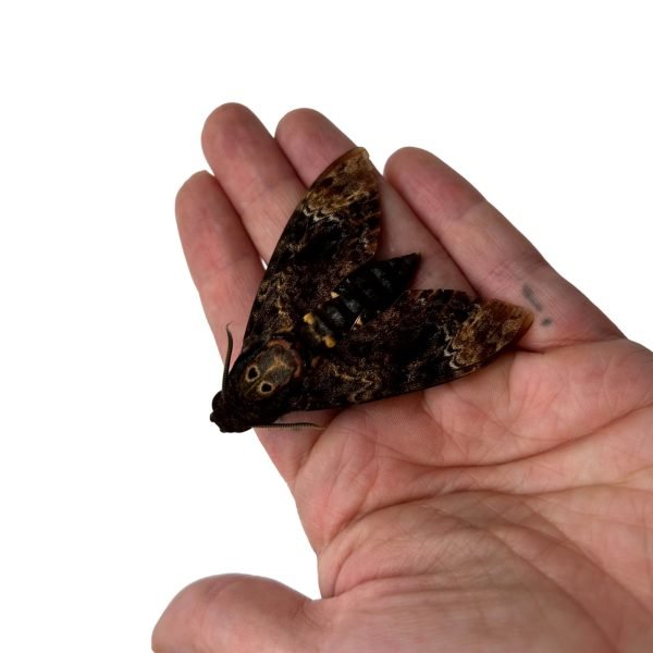 The Greater Death's Head Hawkmoth or Bee Robber (Acherontia lachesis) (F) - TaxidermyArtistry