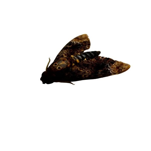 The Greater Death's Head Hawkmoth or Bee Robber (Acherontia lachesis) (F) - TaxidermyArtistry