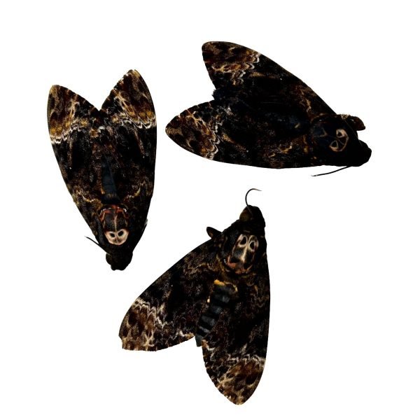 The Greater Death's Head Hawkmoth or Bee Robber (Acherontia lachesis) (M) - TaxidermyArtistry The Greater Death's Head Hawkmoth or Bee Robber (Acherontia lachesis) (M) - TaxidermyArtistry