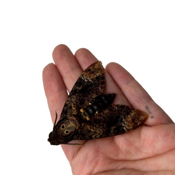 The Greater Death's Head Hawkmoth or Bee Robber (Acherontia lachesis) (M) - TaxidermyArtistry The Greater Death's Head Hawkmoth or Bee Robber (Acherontia lachesis) (M) - TaxidermyArtistry