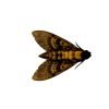 The Greater Death's Head Hawkmoth or Bee Robber (Acherontia lachesis) (M) - TaxidermyArtistry The Greater Death's Head Hawkmoth or Bee Robber (Acherontia lachesis) (M) - TaxidermyArtistry