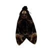 The Greater Death's Head Hawkmoth or Bee Robber (Acherontia lachesis) (M) - TaxidermyArtistry The Greater Death's Head Hawkmoth or Bee Robber (Acherontia lachesis) (M) - TaxidermyArtistry