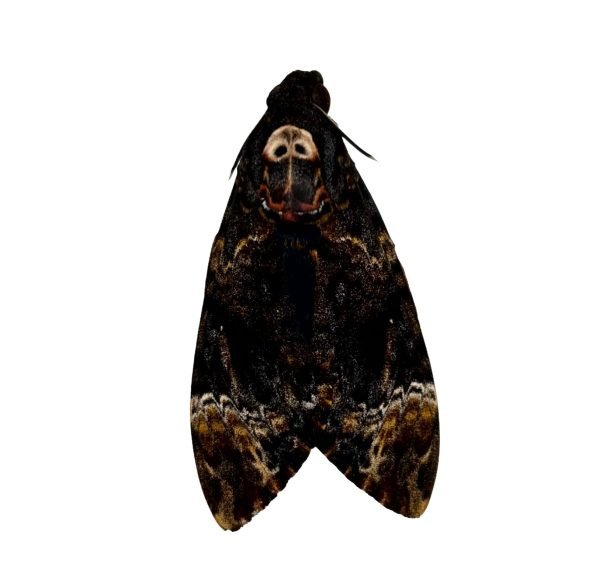 The Greater Death's Head Hawkmoth or Bee Robber (Acherontia lachesis) (M) - TaxidermyArtistry The Greater Death's Head Hawkmoth or Bee Robber (Acherontia lachesis) (M) - TaxidermyArtistry