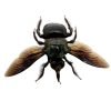 The Green Carpenter Bee Xylocopa caerulea (M) - TaxidermyArtistry