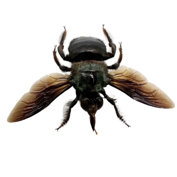 The Green Carpenter Bee Xylocopa caerulea (M) - TaxidermyArtistry