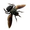 The Green Carpenter Bee Xylocopa caerulea (M) - TaxidermyArtistry