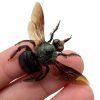 The Green Carpenter Bee Xylocopa caerulea (M) - TaxidermyArtistry