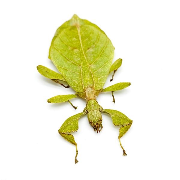The Hausleithner's Stick Leaf Insect (Phyllium hausleithneri) - TaxidermyArtistry