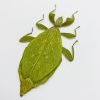 The Hausleithner's Stick Leaf Insect (Phyllium hausleithneri) - TaxidermyArtistry