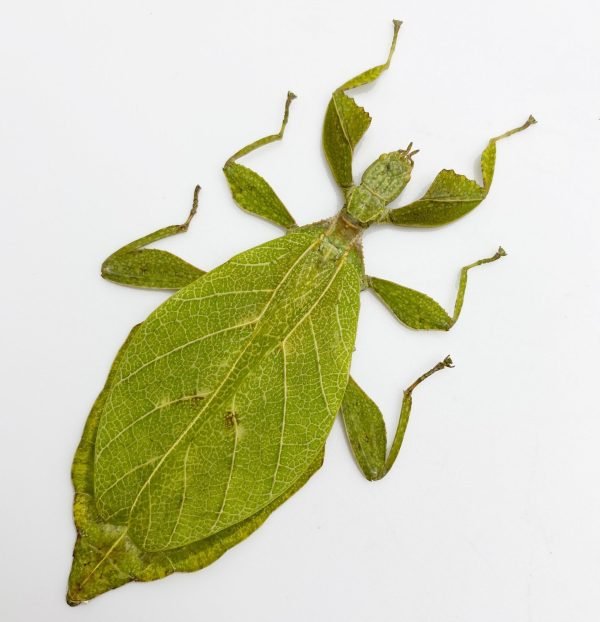 The Hausleithner's Stick Leaf Insect (Phyllium hausleithneri) - TaxidermyArtistry