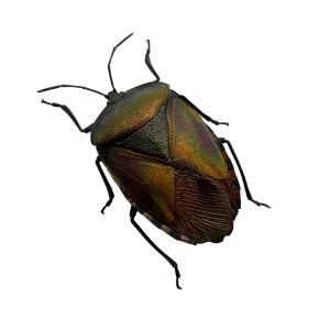 The Khayu Shield Bug (Pycanum oculatum) Insect - TaxidermyArtistry The Khayu Shield Bug (Pycanum oculatum) Insect - TaxidermyArtistry