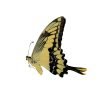 The King Swallowtail Butterfly (Papilio thoas) - TaxidermyArtistry