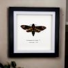 The Lesser Death's Head Hawkmoth Frame (Acherontia styx FEMALE) - TaxidermyArtistry The Lesser Death's Head Hawkmoth Frame (Acherontia styx FEMALE) - TaxidermyArtistry