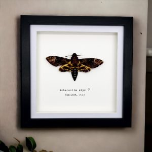 The Lesser Death's Head Hawkmoth Frame (Acherontia styx FEMALE) - TaxidermyArtistry