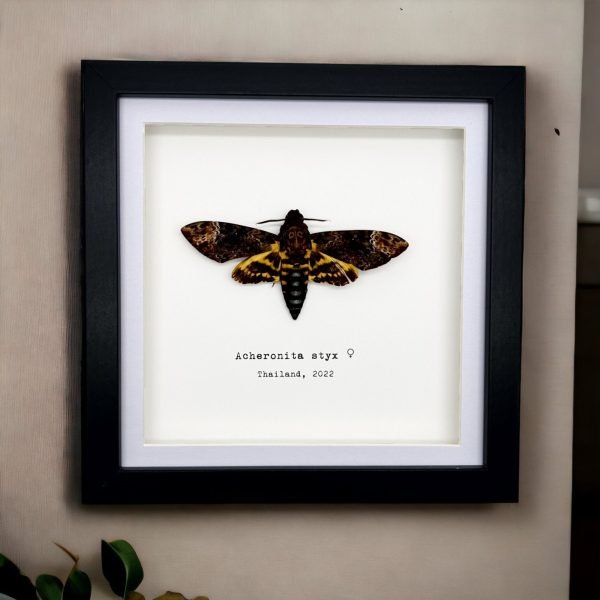 The Lesser Death's Head Hawkmoth Frame (Acherontia styx FEMALE) - TaxidermyArtistry The Lesser Death's Head Hawkmoth Frame (Acherontia styx FEMALE) - TaxidermyArtistry