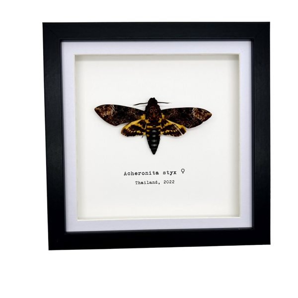 The Lesser Death's Head Hawkmoth Frame (Acherontia styx FEMALE) - TaxidermyArtistry The Lesser Death's Head Hawkmoth Frame (Acherontia styx FEMALE) - TaxidermyArtistry
