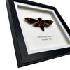 The Lesser Death's Head Hawkmoth Frame (Acherontia styx FEMALE) - TaxidermyArtistry The Lesser Death's Head Hawkmoth Frame (Acherontia styx FEMALE) - TaxidermyArtistry