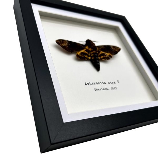 The Lesser Death's Head Hawkmoth Frame (Acherontia styx FEMALE) - TaxidermyArtistry The Lesser Death's Head Hawkmoth Frame (Acherontia styx FEMALE) - TaxidermyArtistry
