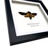 The Lesser Death's Head Hawkmoth Frame (Acherontia styx MALE) - TaxidermyArtistry