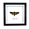 The Lesser Death's Head Hawkmoth Frame (Acherontia styx MALE) - TaxidermyArtistry