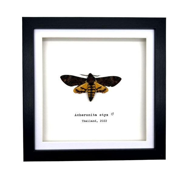 The Lesser Death's Head Hawkmoth Frame (Acherontia styx MALE) - TaxidermyArtistry
