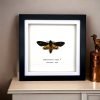 The Lesser Death's Head Hawkmoth Frame (Acherontia styx MALE) - TaxidermyArtistry