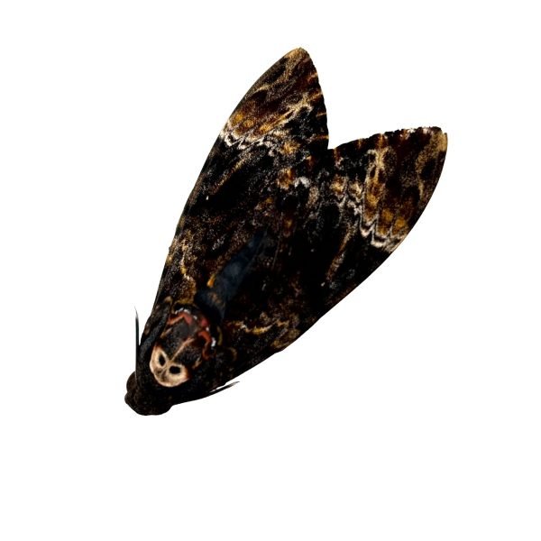 The Lesser Death's Head Hawkmoth or Bee Robber (Acherontia styx) (M) - TaxidermyArtistry The Lesser Death's Head Hawkmoth or Bee Robber (Acherontia styx) (M) - TaxidermyArtistry