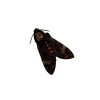 The Lesser Death's Head Hawkmoth or Bee Robber (Acherontia styx) (M) - TaxidermyArtistry The Lesser Death's Head Hawkmoth or Bee Robber (Acherontia styx) (M) - TaxidermyArtistry