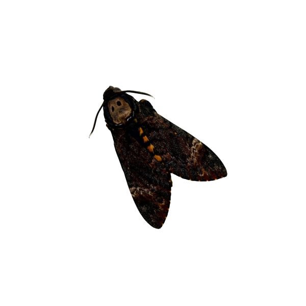 The Lesser Death's Head Hawkmoth or Bee Robber (Acherontia styx) (M) - TaxidermyArtistry The Lesser Death's Head Hawkmoth or Bee Robber (Acherontia styx) (M) - TaxidermyArtistry