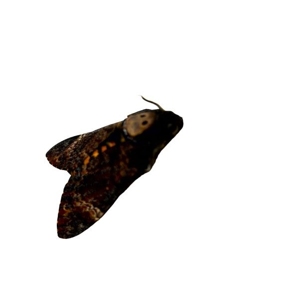 The Lesser Death's Head Hawkmoth or Bee Robber (Acherontia styx) (M) - TaxidermyArtistry The Lesser Death's Head Hawkmoth or Bee Robber (Acherontia styx) (M) - TaxidermyArtistry