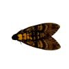 The Lesser Death's Head Hawkmoth or Bee Robber (Acherontia styx) (M) - TaxidermyArtistry The Lesser Death's Head Hawkmoth or Bee Robber (Acherontia styx) (M) - TaxidermyArtistry