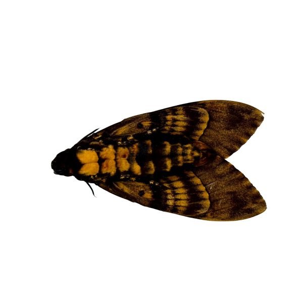 The Lesser Death's Head Hawkmoth or Bee Robber (Acherontia styx) (M) - TaxidermyArtistry The Lesser Death's Head Hawkmoth or Bee Robber (Acherontia styx) (M) - TaxidermyArtistry