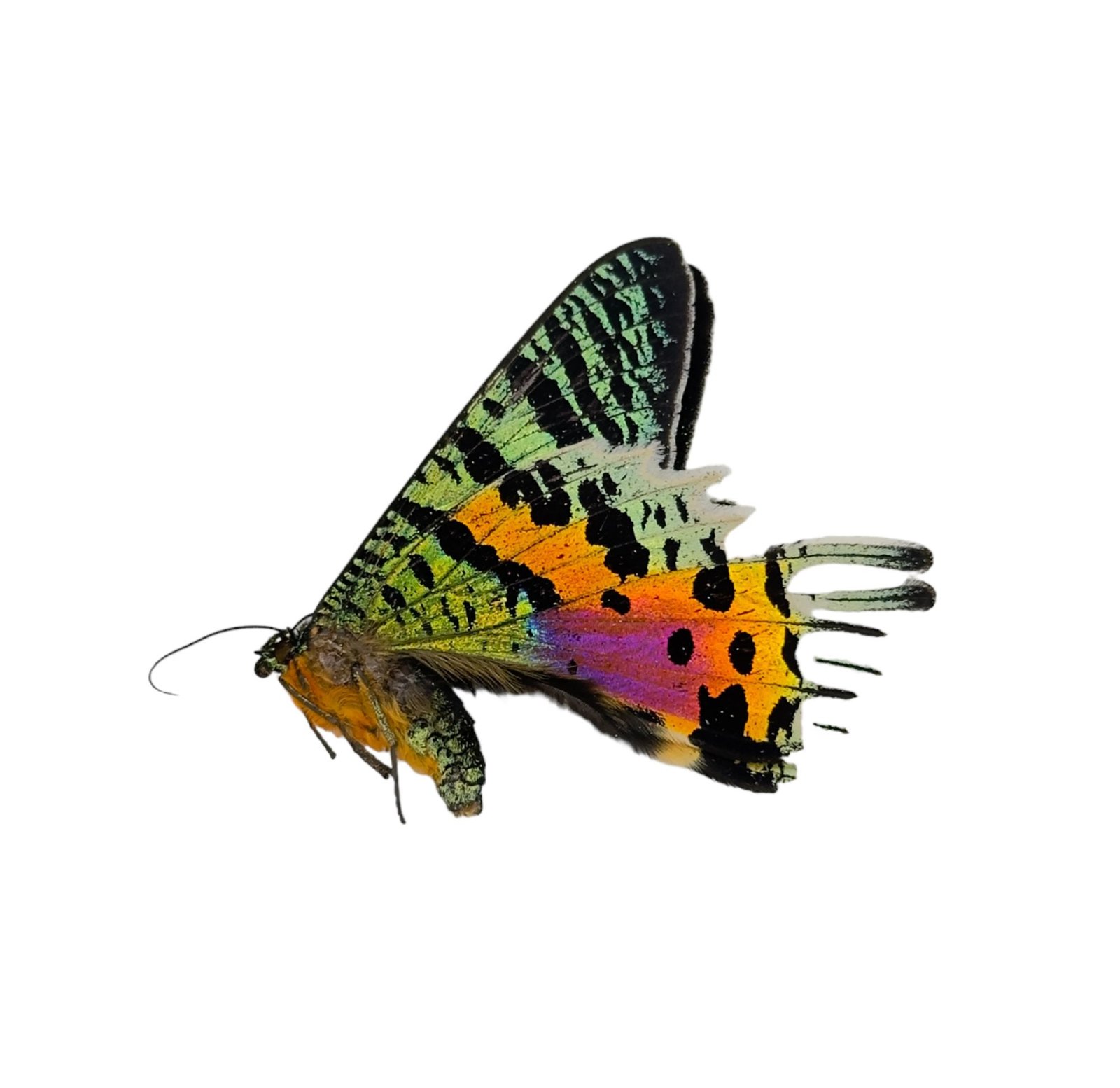 The Madagascan Sunset Moth (Urania ripheus / Chrysiridia rhipheus)