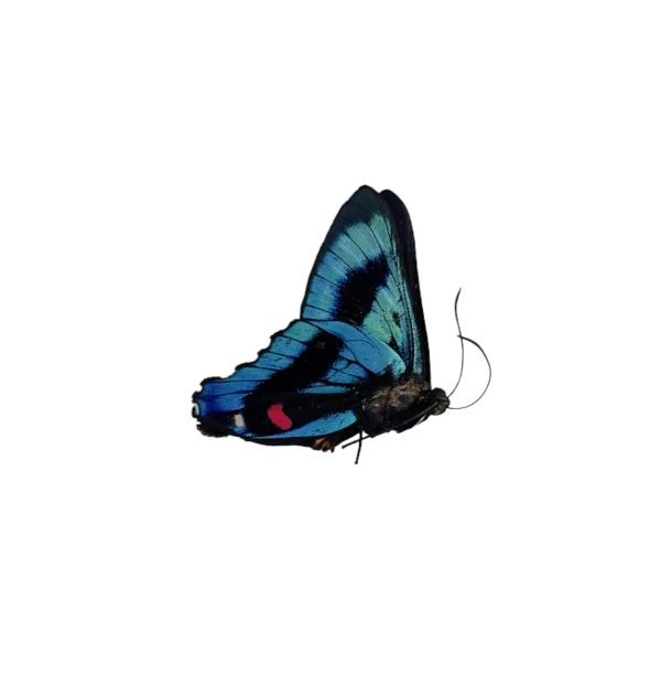 The Meliboeus Swordtail Butterfly (Ancyluris meliboeus) - TaxidermyArtistry The Meliboeus Swordtail Butterfly (Ancyluris meliboeus) - TaxidermyArtistry