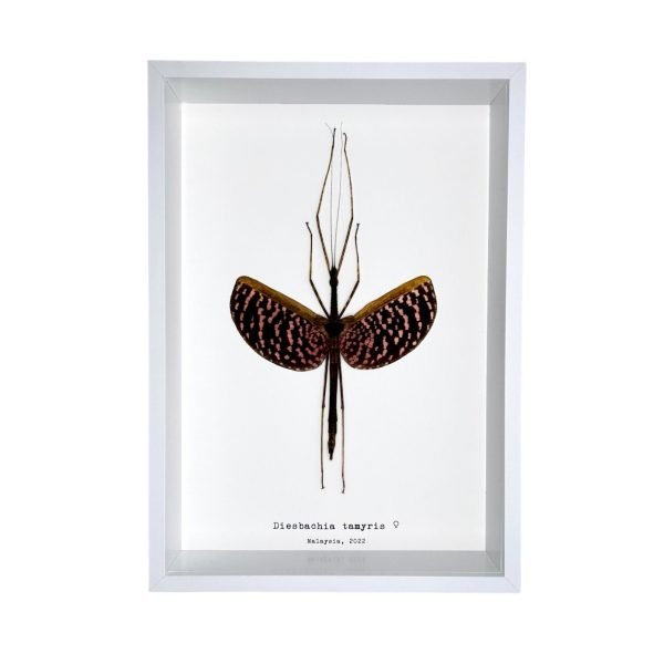 The Pink Walking Stick Frame (Diesbachia tamyris) - TaxidermyArtistry The Pink Walking Stick Frame (Diesbachia tamyris) - TaxidermyArtistry