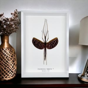 The Pink Walking Stick Frame (Diesbachia tamyris) - TaxidermyArtistry