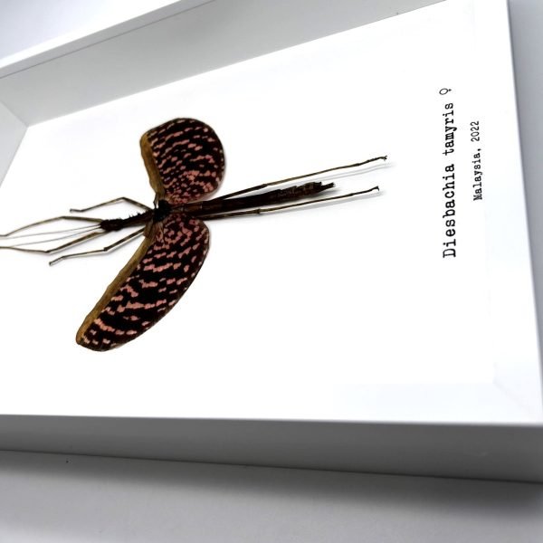 The Pink Walking Stick Frame (Diesbachia tamyris) - TaxidermyArtistry The Pink Walking Stick Frame (Diesbachia tamyris) - TaxidermyArtistry