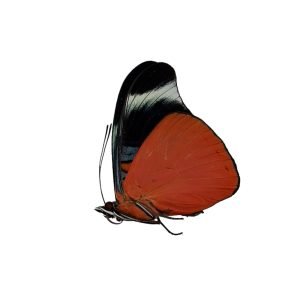 The Prola Beauty Red Flasher Butterfly (Panacea prola) - TaxidermyArtistry